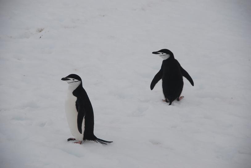 Субантарктический Пингвин. Какой тип развития характерен для субантарктического пингвина